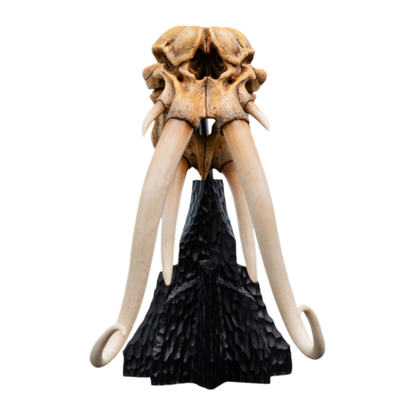The Lord of the Rings - Skull of A Mumak SDCC 2025 Miniature Statue